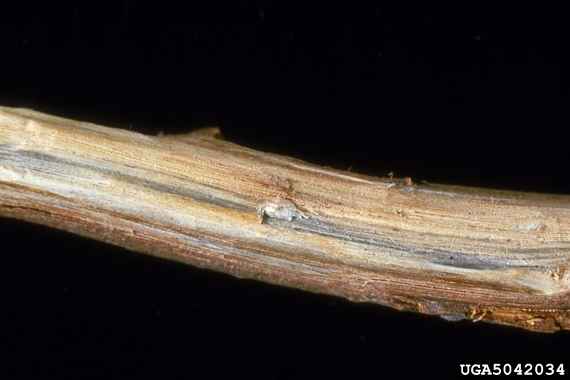Holzbläue  verursacht durch Bretziella fagacearum an einem Eichenast